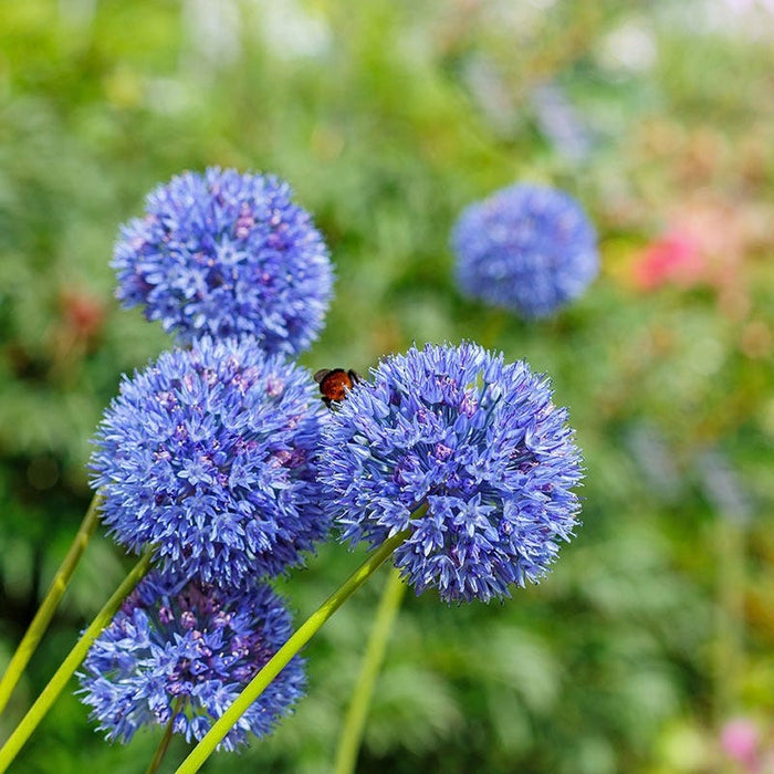 Blue Allium caeruleum|Blue Allium Bulbs True Blue, Allium azureum or Allium caeruleum, Persian Onion
