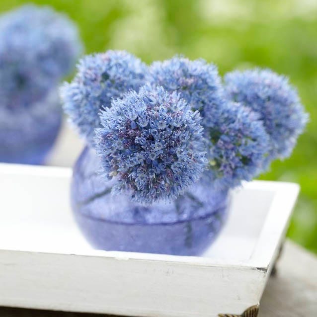 Blue Allium caeruleum|Blue Allium Bulbs True Blue, Allium azureum or Allium caeruleum, Persian Onion