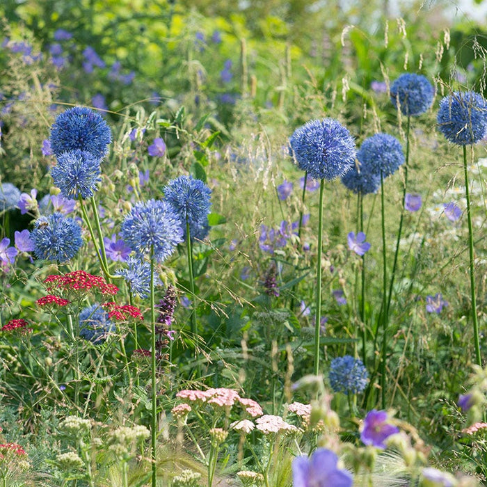 Blue Allium caeruleum|Blue Allium Bulbs True Blue, Allium azureum or Allium caeruleum, Persian Onion