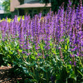 Blue By You Meadow Sage|Blue By You Meadow Sage. Photo Courtesy of Bloomin' Easy Plants.