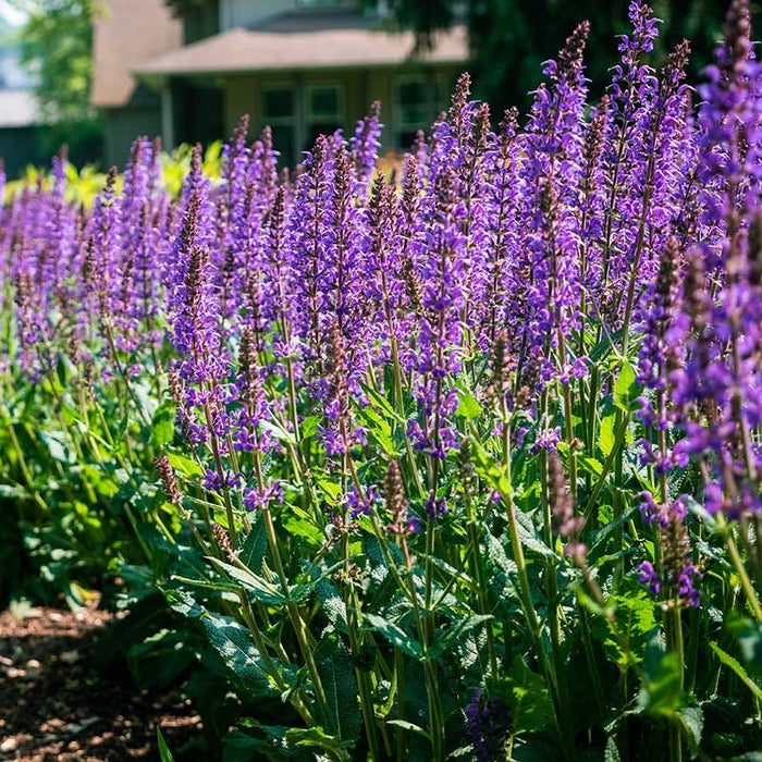Blue By You Meadow Sage|Blue By You Meadow Sage. Photo Courtesy of Bloomin' Easy Plants.
