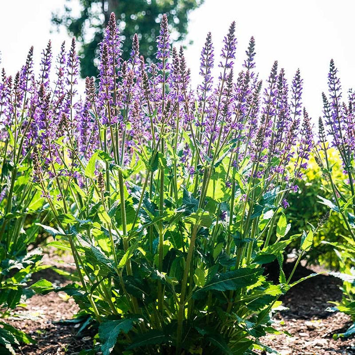 Blue By You Meadow Sage|Blue By You Meadow Sage. Photo Courtesy of Bloomin' Easy Plants.