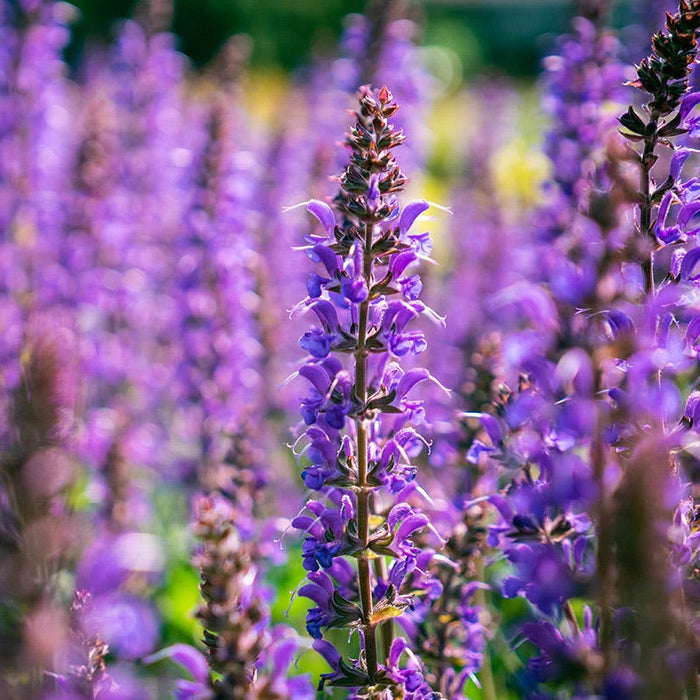 Blue By You Meadow Sage|Blue By You Meadow Sage. Photo Courtesy of Bloomin' Easy Plants.