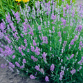 Blue Cushion English Lavender|Lavender Blue Cushion, Lavandula angustifolia Blue Cushion