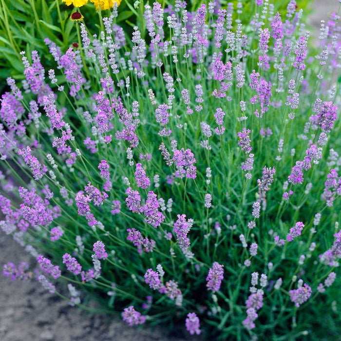 Blue Cushion English Lavender|Lavender Blue Cushion, Lavandula angustifolia Blue Cushion