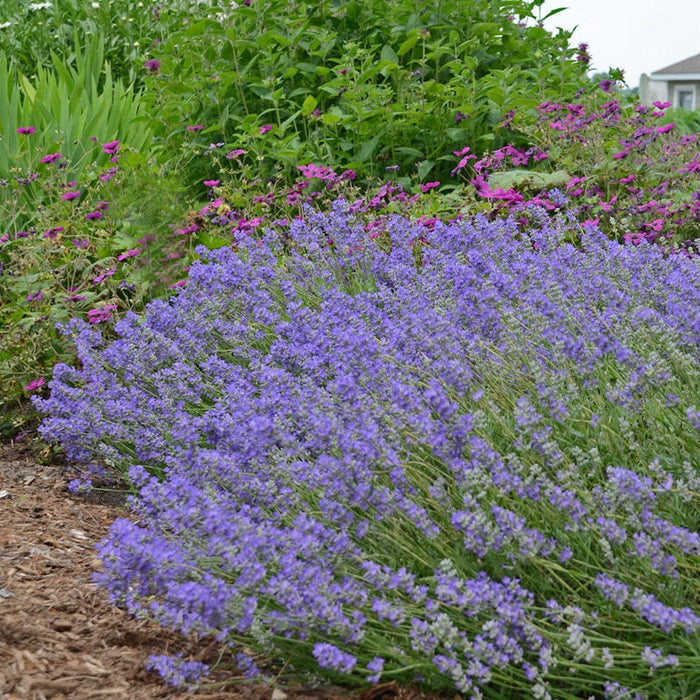 Blue Cushion English Lavender|Lavender Blue Cushion, Lavandula angustifolia Blue Cushion