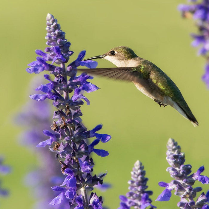 Blue Hill Meadow Sage|Meadow Sage Blue Hill, Salvia nemorosa Blue Hill with hummingbird