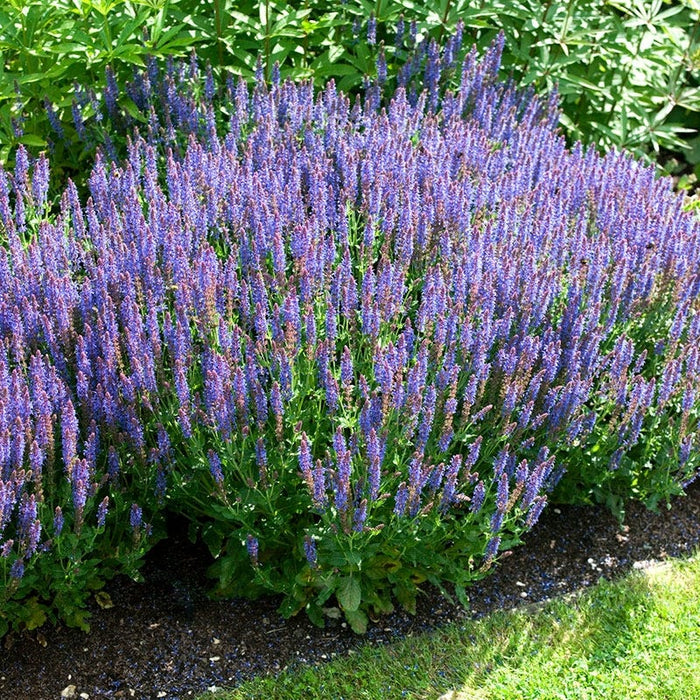Blue Hill Meadow Sage|Meadow Sage Blue Hill, Salvia nemorosa Blue Hill