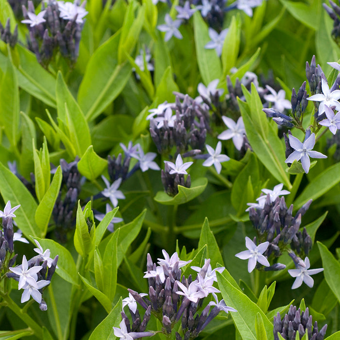 Blue Ice Amsonia, Photos courtesy of Walters Gardens, Inc.