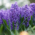 Blue Jacket Hyacinth|Blue Jacket Hyacinth, Hyacinthus orientalis Blue Jacket