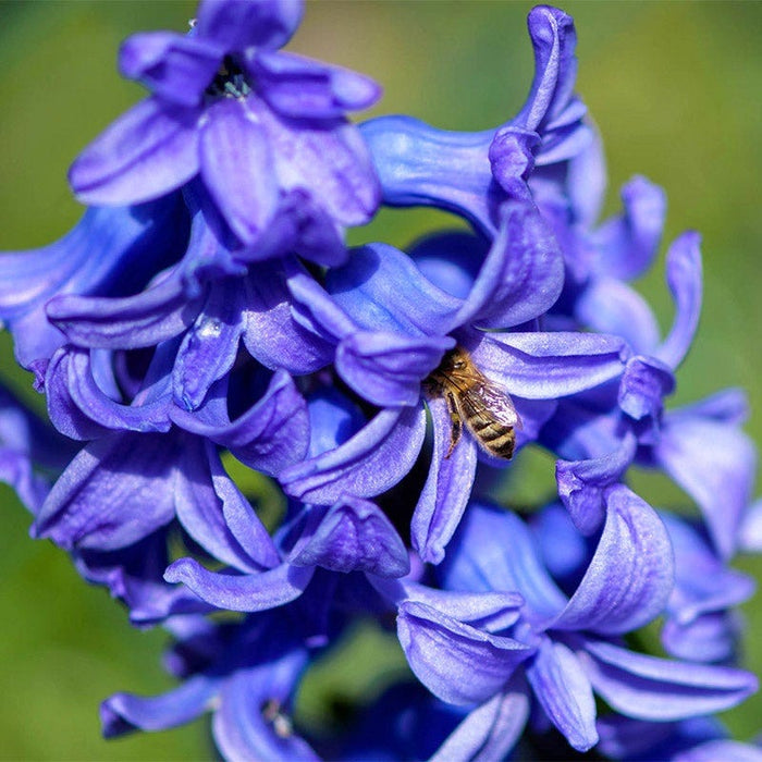 Blue Jacket Hyacinth|Blue Jacket Hyacinth, Hyacinthus orientalis Blue Jacket