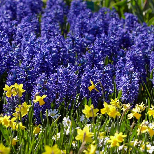 Blue Jacket Hyacinth|Blue Jacket Hyacinth, Hyacinthus orientalis Blue Jacket