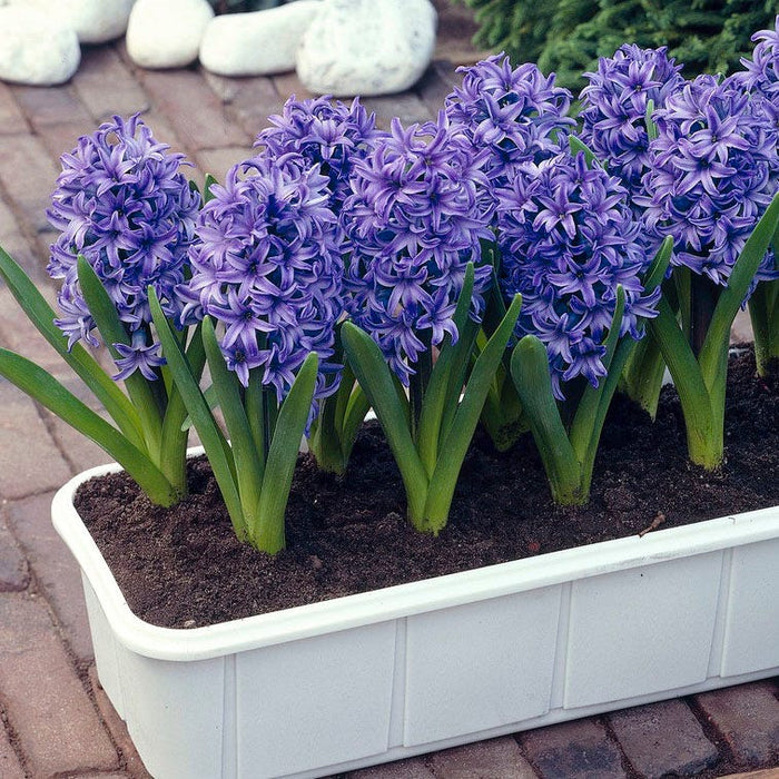 Blue Jacket Hyacinth|Blue Jacket Hyacinth, Hyacinthus orientalis Blue Jacket