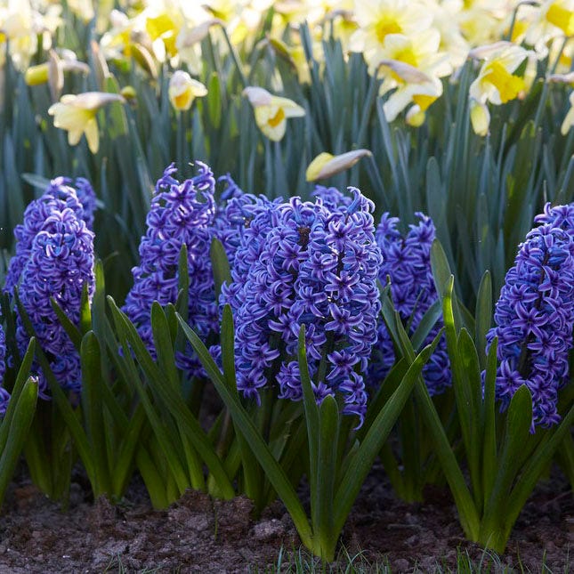 Blue Jacket Hyacinth|Blue Jacket Hyacinth, Hyacinthus orientalis Blue Jacket