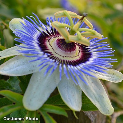 Blue Passion Flower Vine