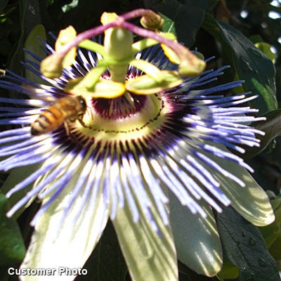 Blue Passion Flower Vine