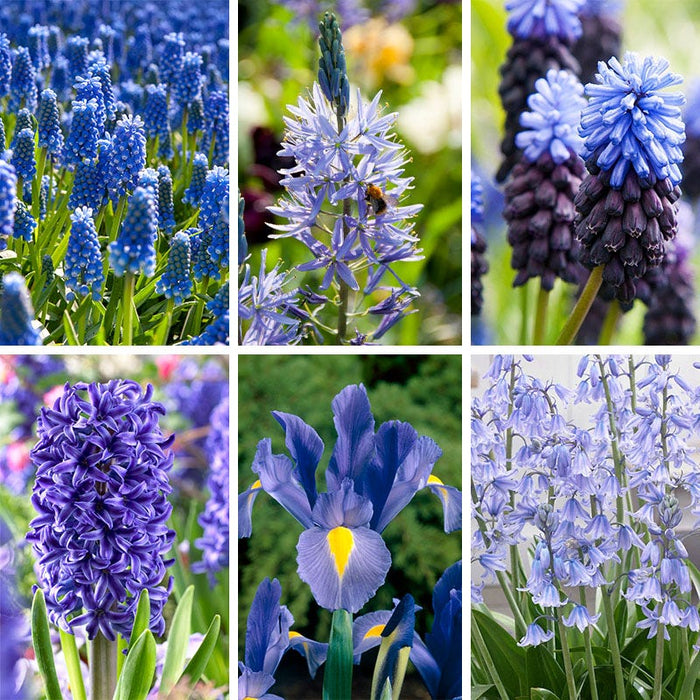 Blue River Bulb Collection|Blue River Bulb Collection