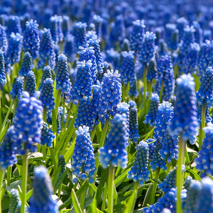 Blue River Bulb Collection|Grape Hyacinth