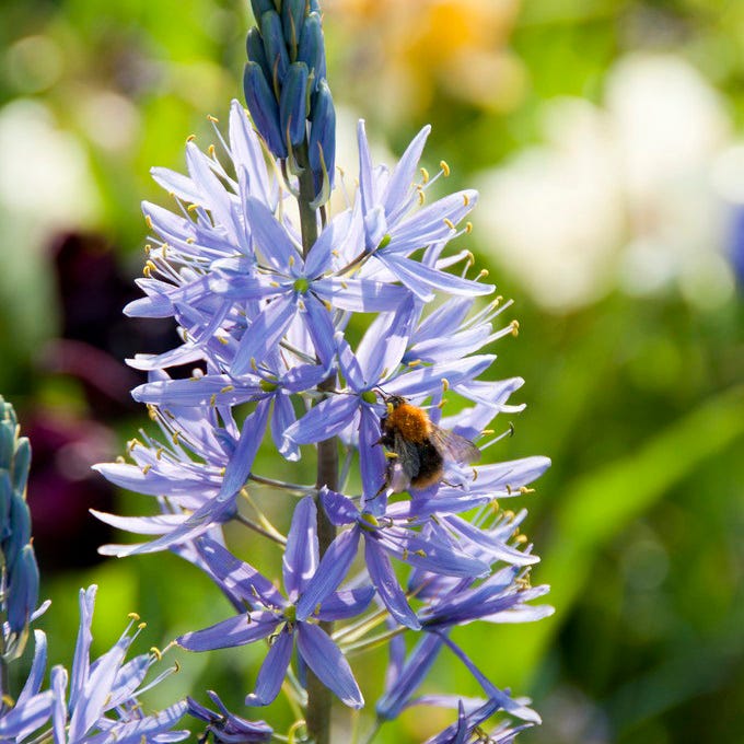 Blue River Bulb Collection|Camassia Lily