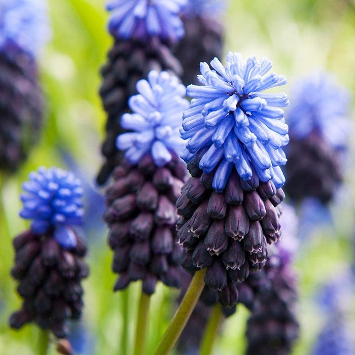 Blue River Bulb Collection|Muscari latifolium