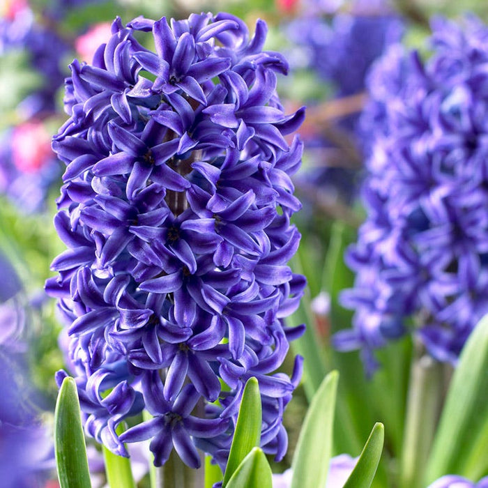 Blue River Bulb Collection|Blue Jacket Hyacinth