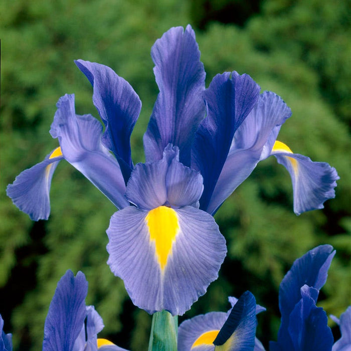 Blue River Bulb Collection|Sapphire Beauty Dutch Iris