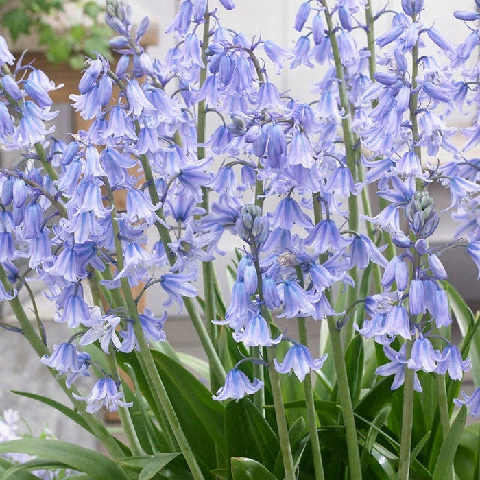 Blue River Bulb Collection|Spanish Bluebells
