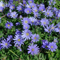 Blue Shades Anemone