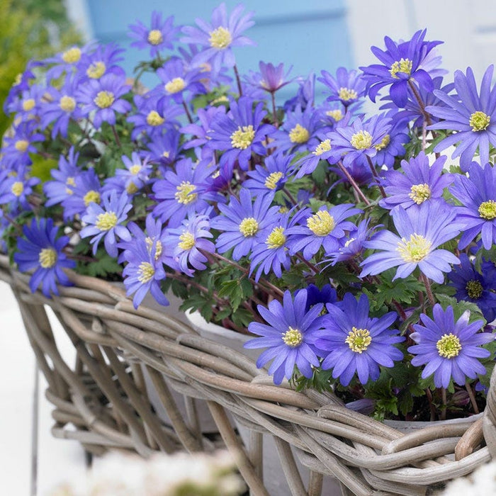 Blue Shades Anemone|Blue Shades Anemone Flowers planted in basket