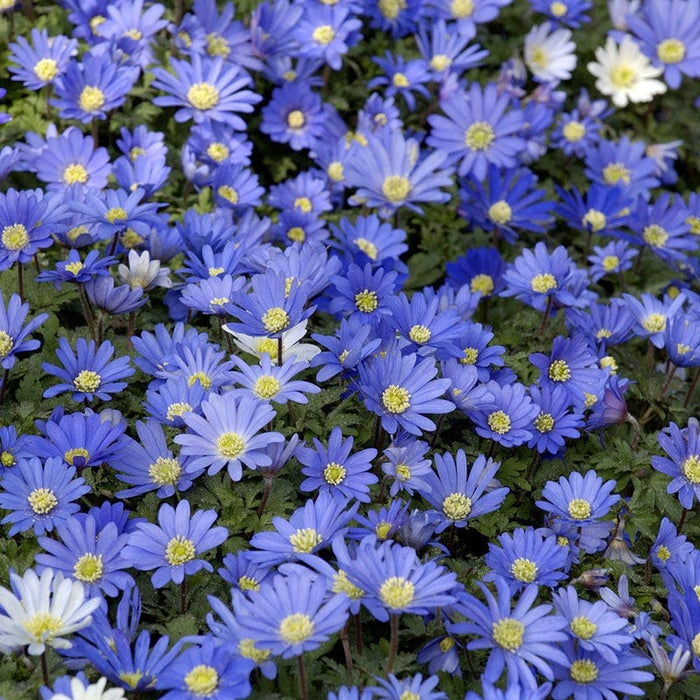 Blue Shades Anemone|Blue Shades Anemone Flowers