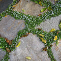 Blue Star Creeper|Blue Star Creeper