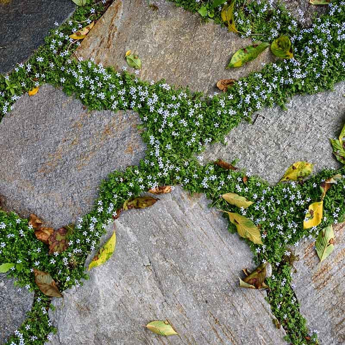 Blue Star Creeper|Blue Star Creeper