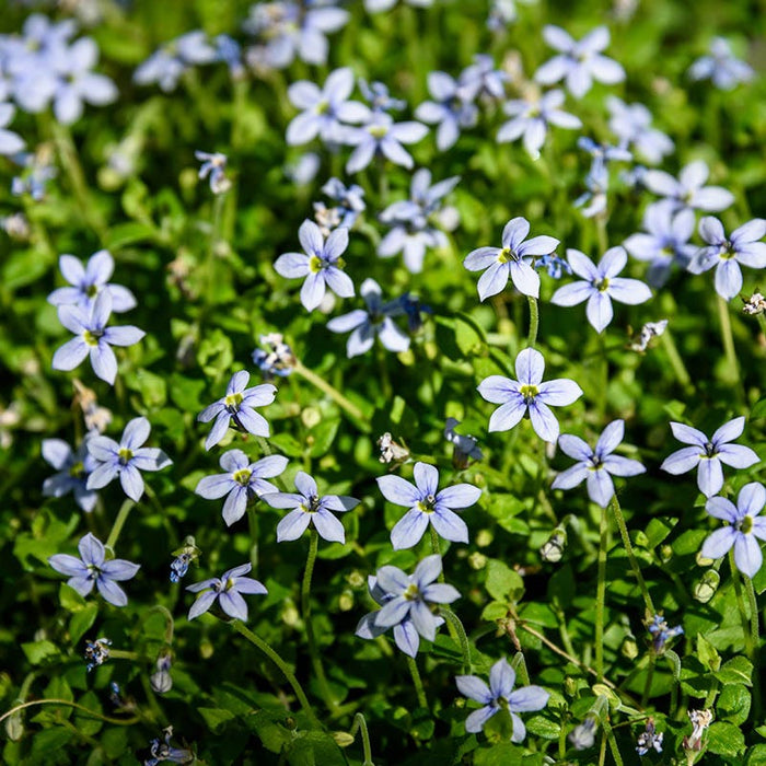 Blue Star Creeper|Blue Star Creeper