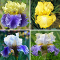 Blueberry Lemonade Bearded Iris Collection