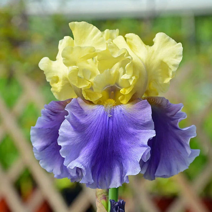 Blueberry Lemonade Bearded Iris Collection|Edith Wolford Bearded Iris