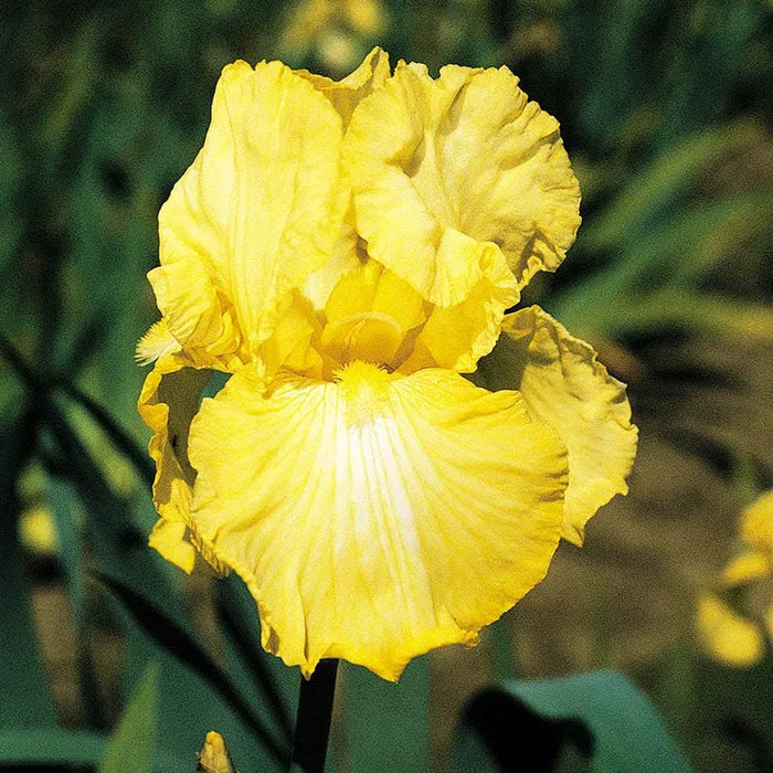 Blueberry Lemonade Bearded Iris Collection|Summer Olympics Bearded Iris