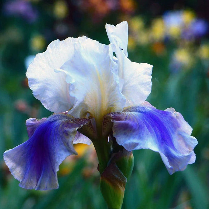 Blueberry Lemonade Bearded Iris Collection|On Deck Reblooming Bearded Iris
