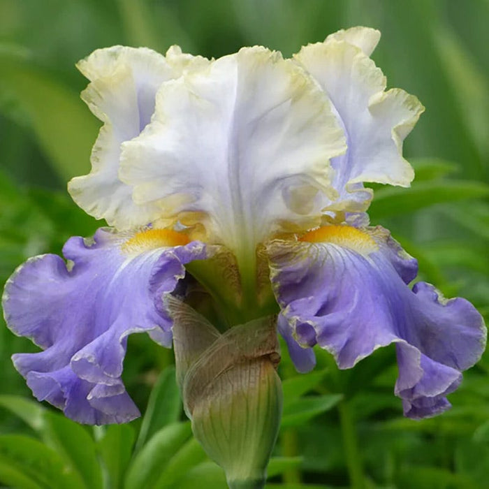 Blueberry Lemonade Bearded Iris Collection|Gilt Edged Bond Bearded Iris