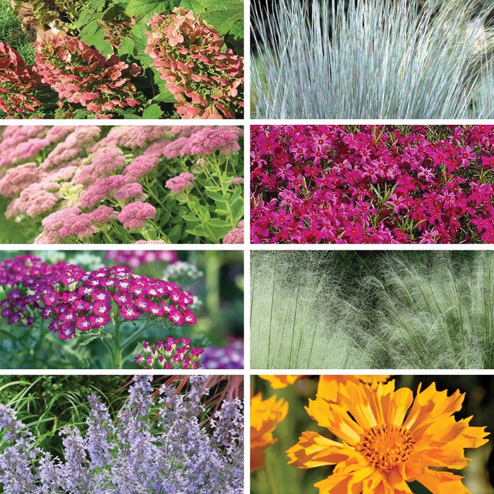 Bold Beauty Curb Appeal Pre-Planned Garden|Bold Beauty Curb Appeal Pre-Planned Garden