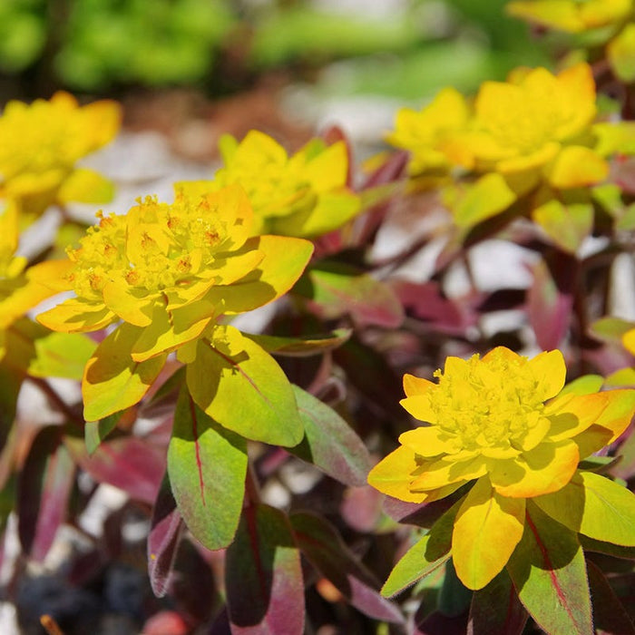 Bonfire Euphorbia|Bonfire Flowering Spurge, Euphorbia polychroma Bonfire, close up of yellow flowers