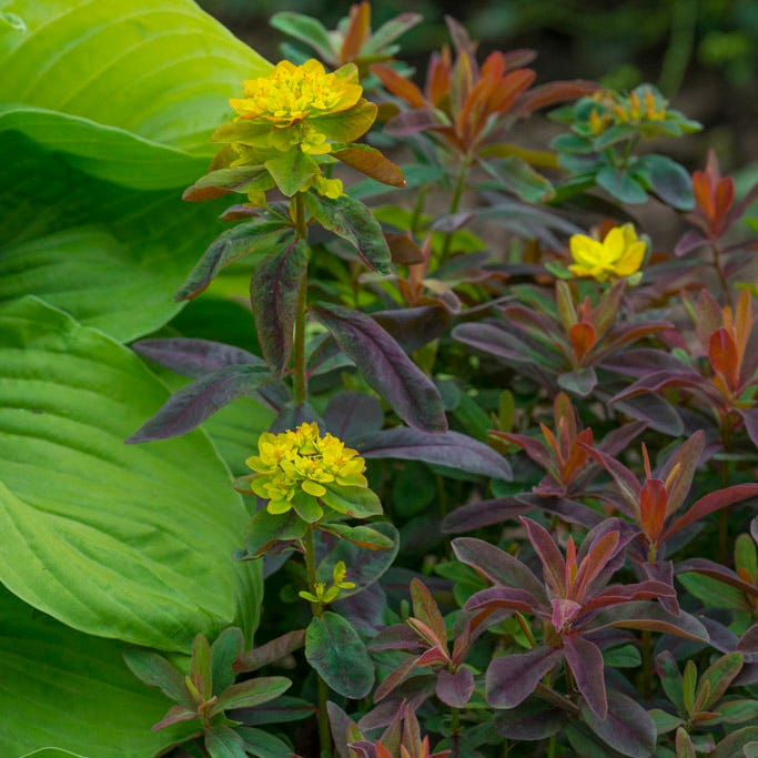 Bonfire Euphorbia|Bonfire Flowering Spurge, Euphorbia polychroma Bonfire, growing in the garden
