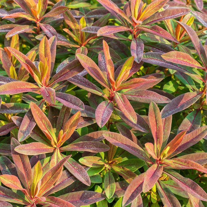 Bonfire Euphorbia|Bonfire Flowering Spurge, Euphorbia polychroma Bonfire, foliage shifting color through season