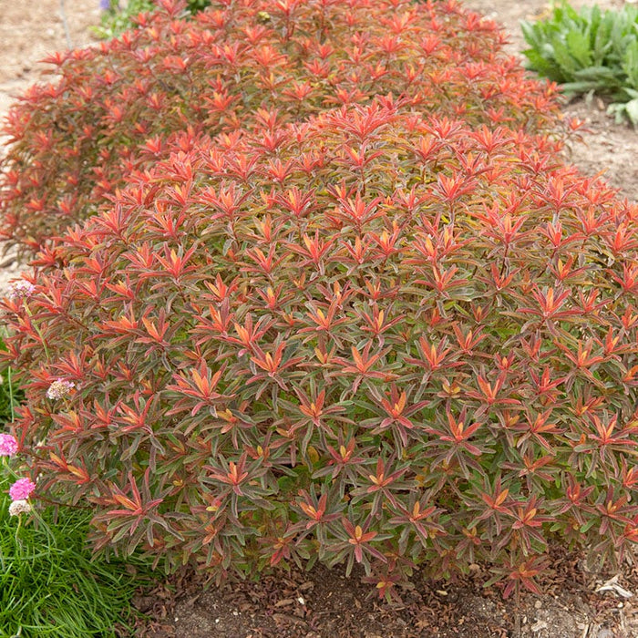 Bonfire Euphorbia|Bonfire Flowering Spurge, Euphorbia polychroma Bonfire, photo courtesy of Walter's Garden Inc.
