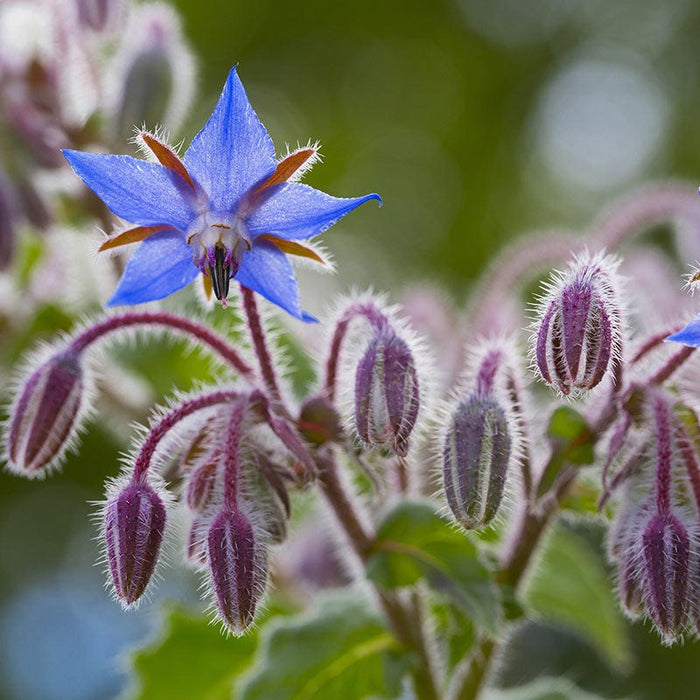 Borage Seeds