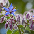 Borage Seeds