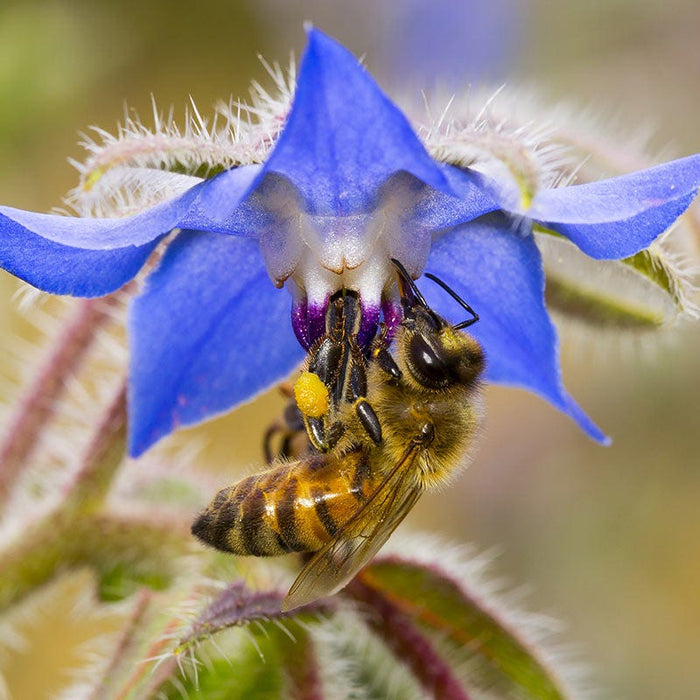 Borage Seeds|Borage Seeds, Borage officinalis with bee