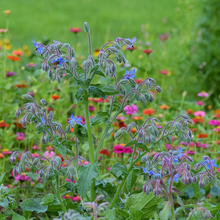Borage Seeds|Borage Seeds, Borage officinalis with Zinnias