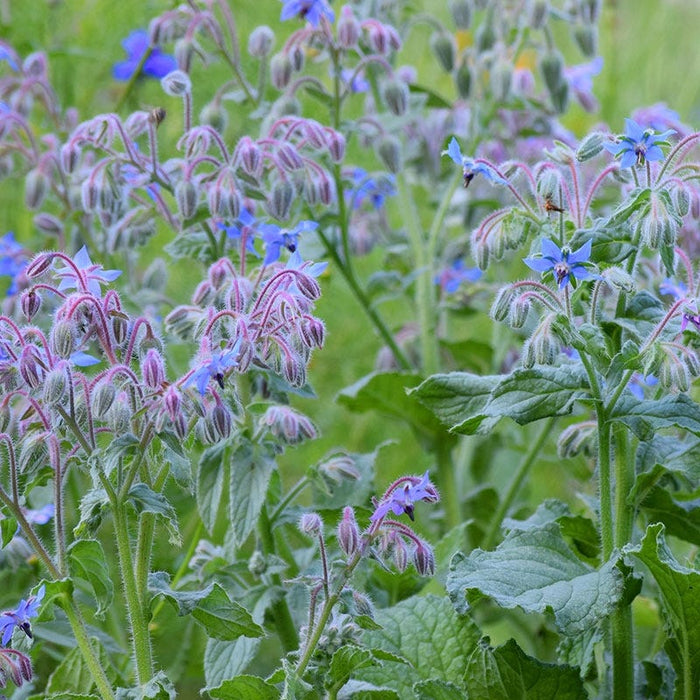Borage Seeds|Borage Seeds, Borage officinalis