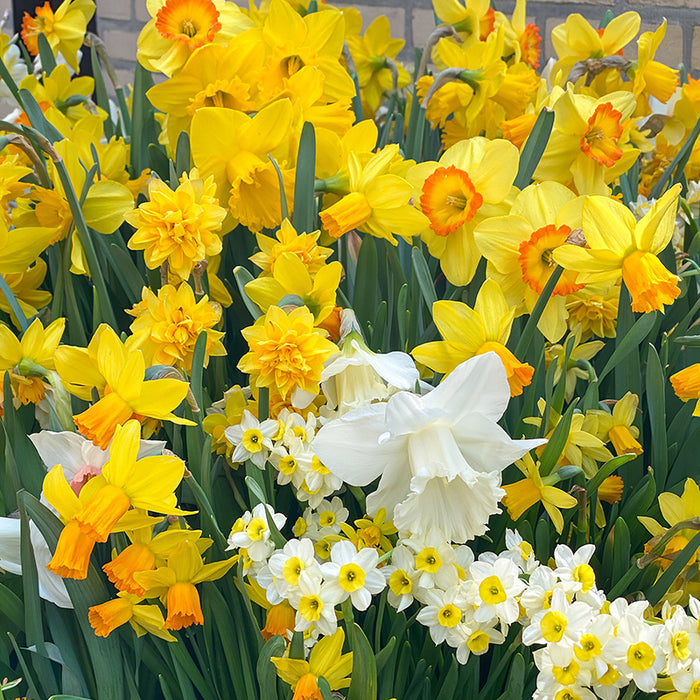 Species Daffodil Mix, Narcisssus