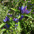 Bottle Gentian|Bottle Gentian, Gentiana andrewsii